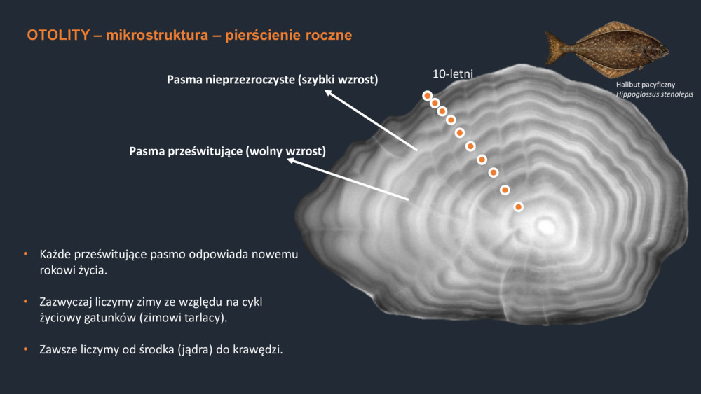 RYBY WYBRZEŻA  PORTUGALII_38