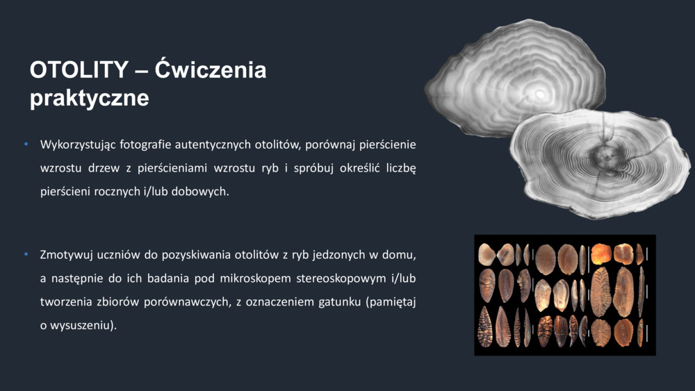 RYBY WYBRZEŻA  PORTUGALII_41