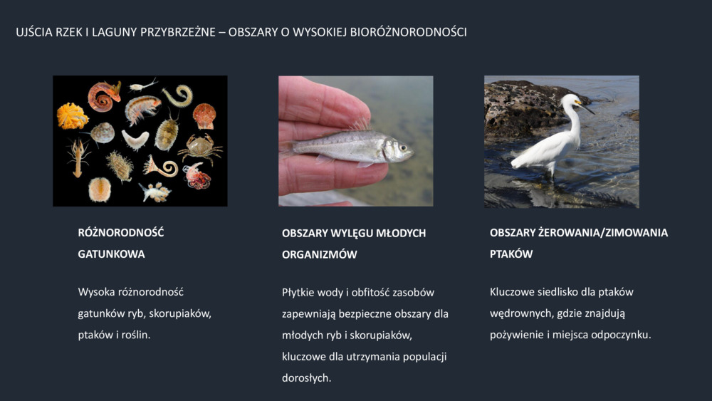 RYBY WYBRZEŻA  PORTUGALII_7