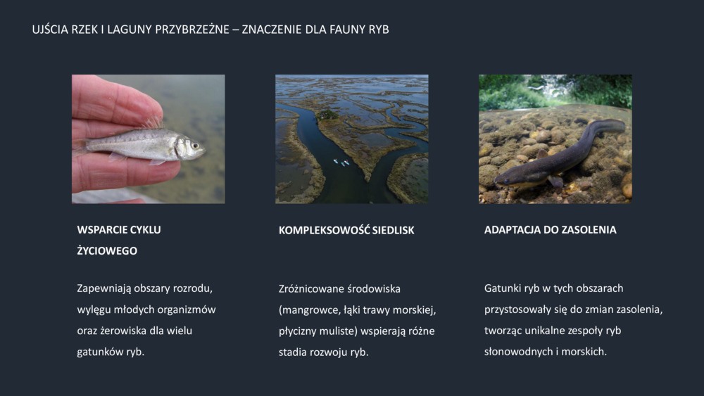 RYBY WYBRZEŻA  PORTUGALII_8
