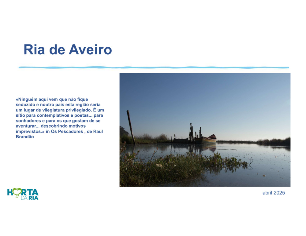 Salicórnia_1