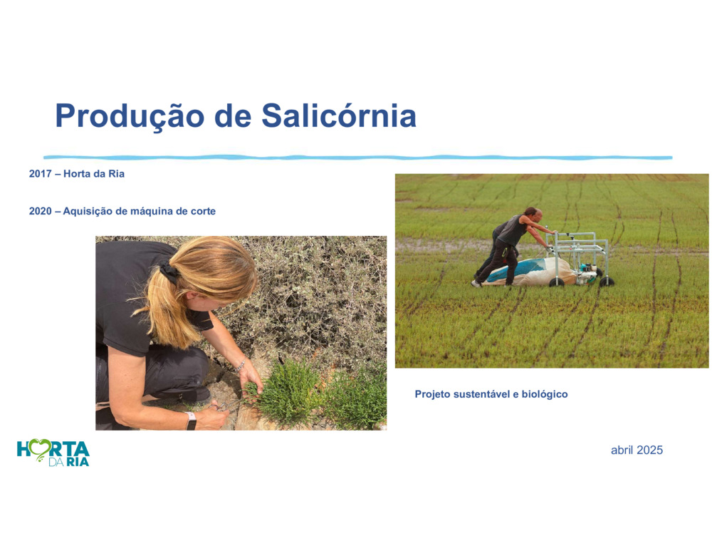 Salicórnia_10