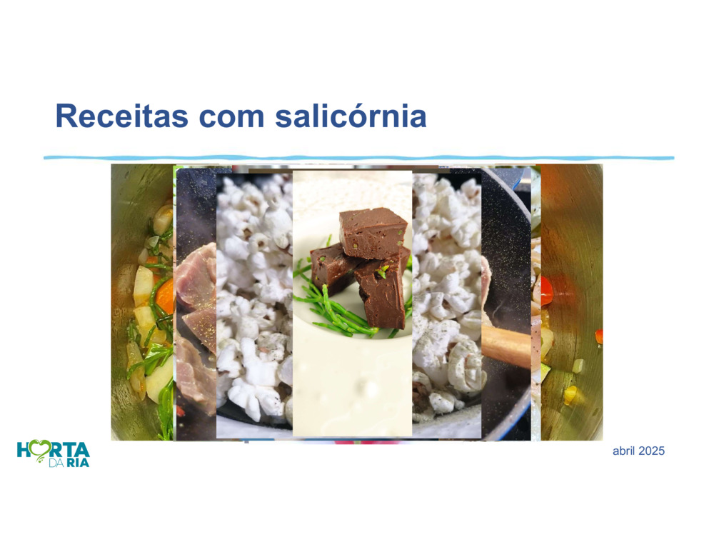 Salicórnia_15