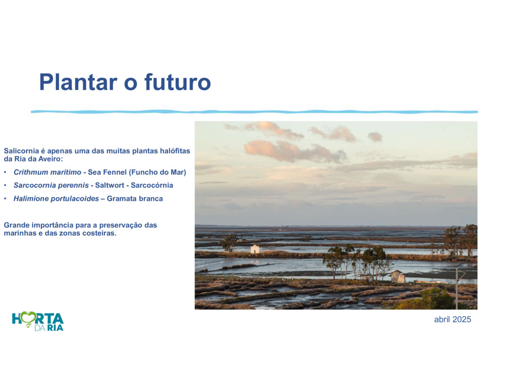 Salicórnia_16