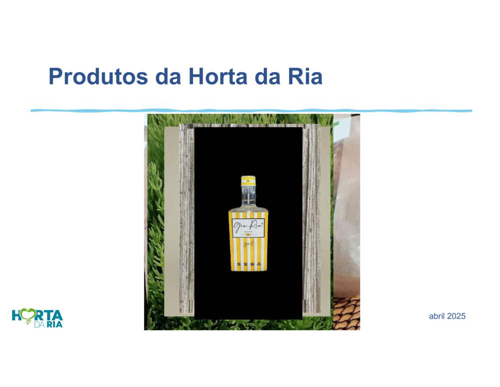 Salicórnia_19