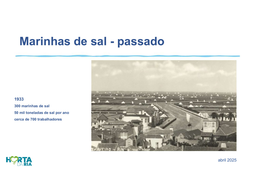 Salicórnia_2