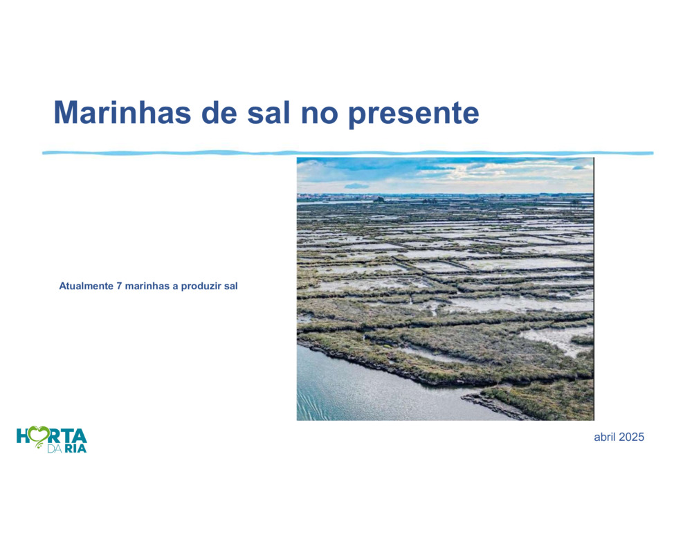 Salicórnia_3