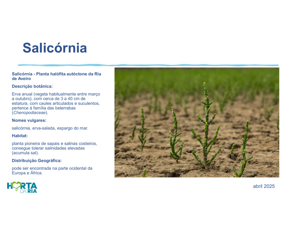 Salicórnia_6