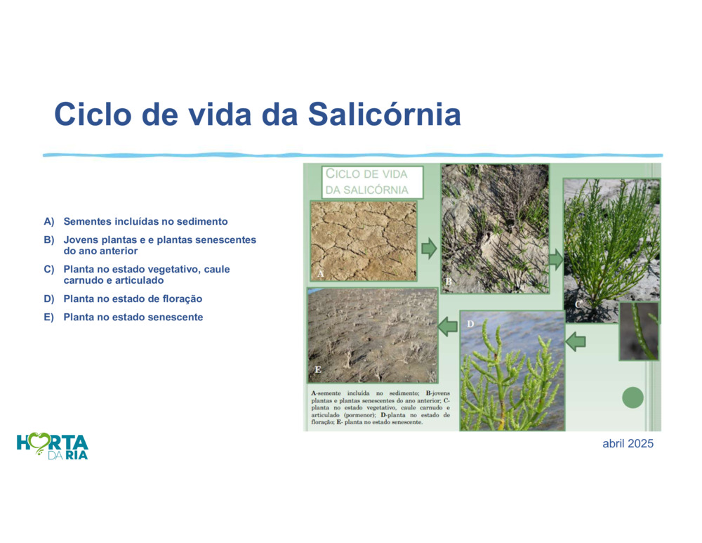 Salicórnia_7