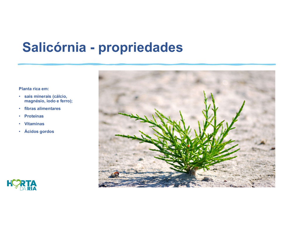 Salicórnia_8
