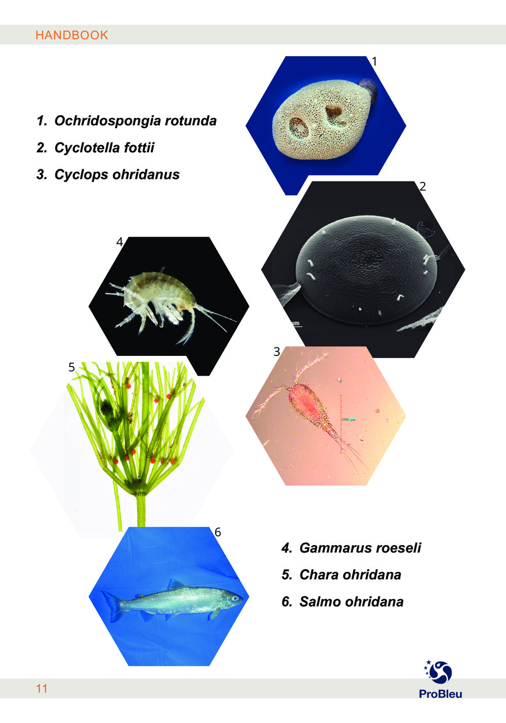 HANDBOOK, Save your lake - Save your life_10