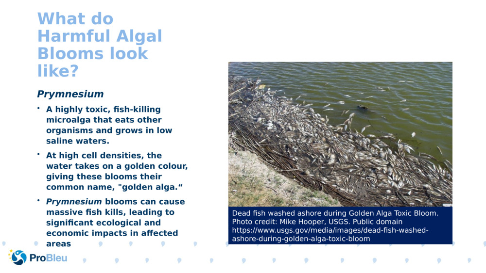 What do Harmful Algal Blooms look like?