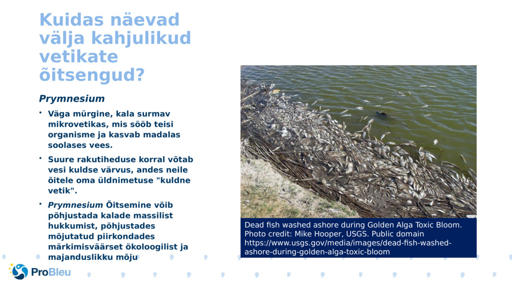 Kuidas näevad välja kahjulikud vetikate õitsengud?