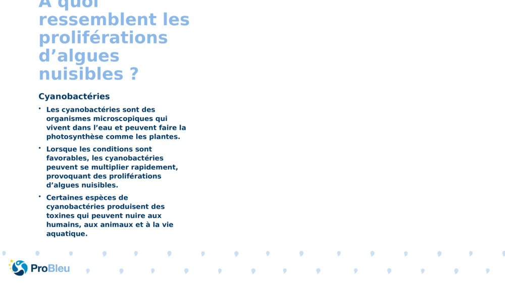 À quoi ressemblent les proliférations d’algues nuisibles ?