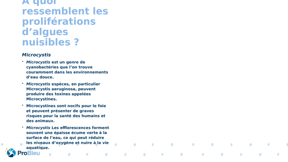 À quoi ressemblent les proliférations d’algues nuisibles ?