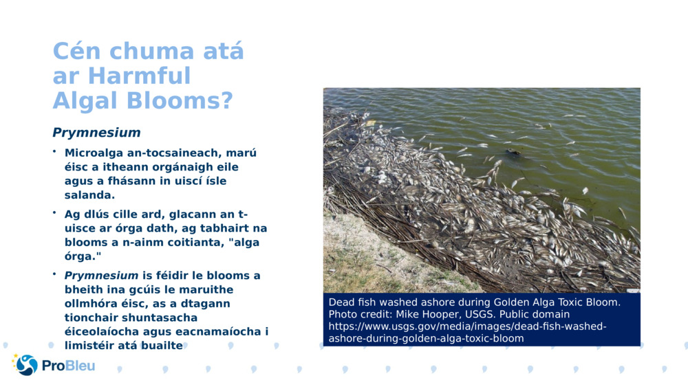 Cén chuma atá ar Harmful Algal Blooms?