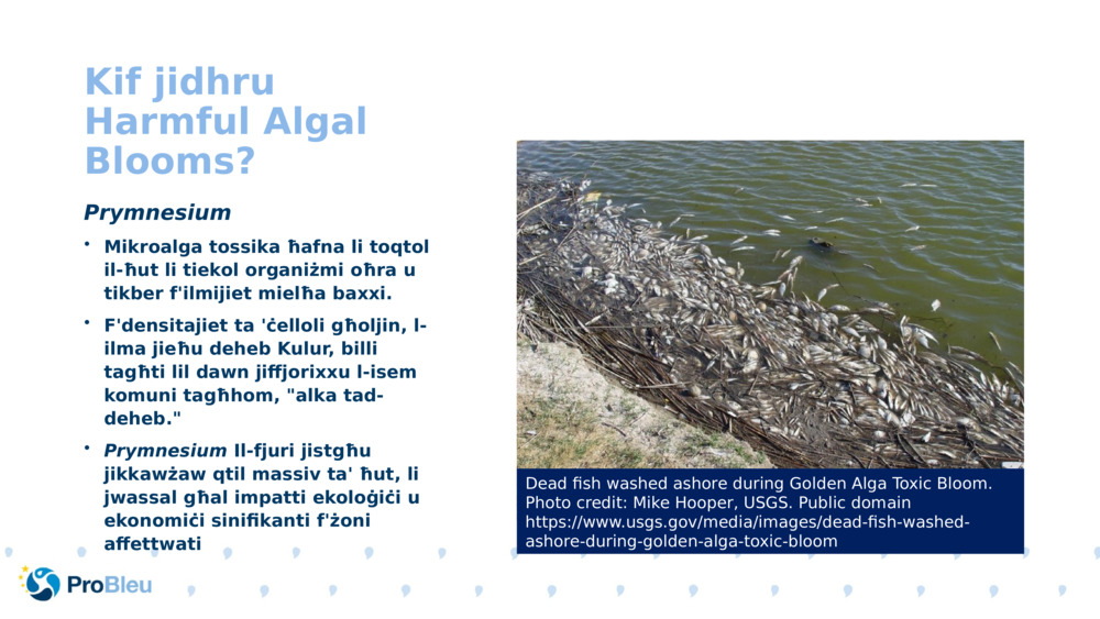 Kif jidhru Harmful Algal Blooms?