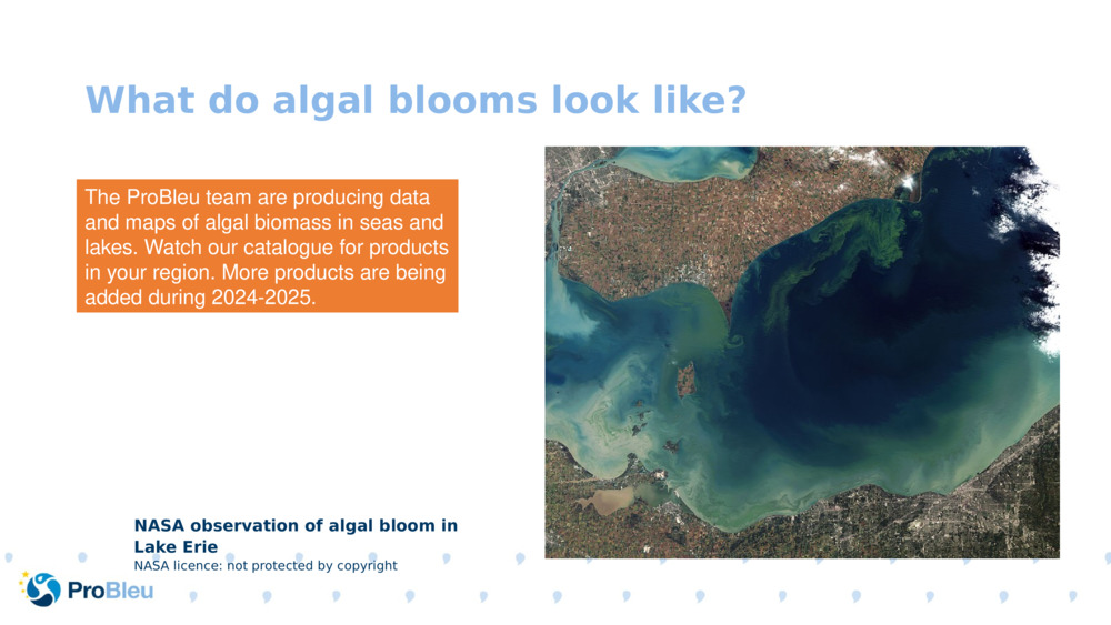 What do algal blooms look like?