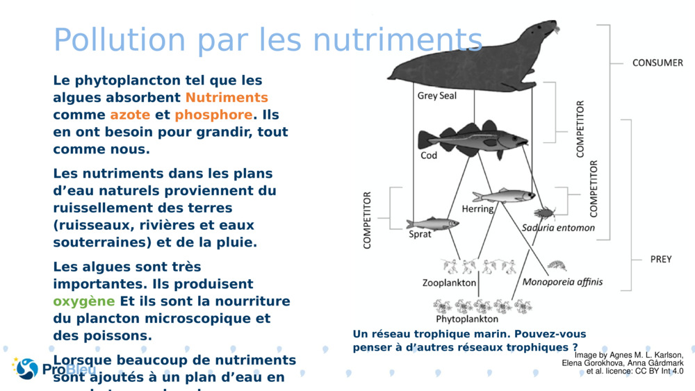 Pollution par les nutriments