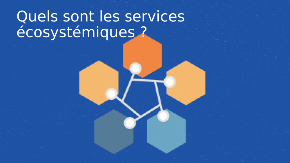 Quels sont les services écosystémiques ?