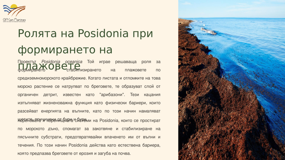 Ролята на Posidonia при формирането на плажовете