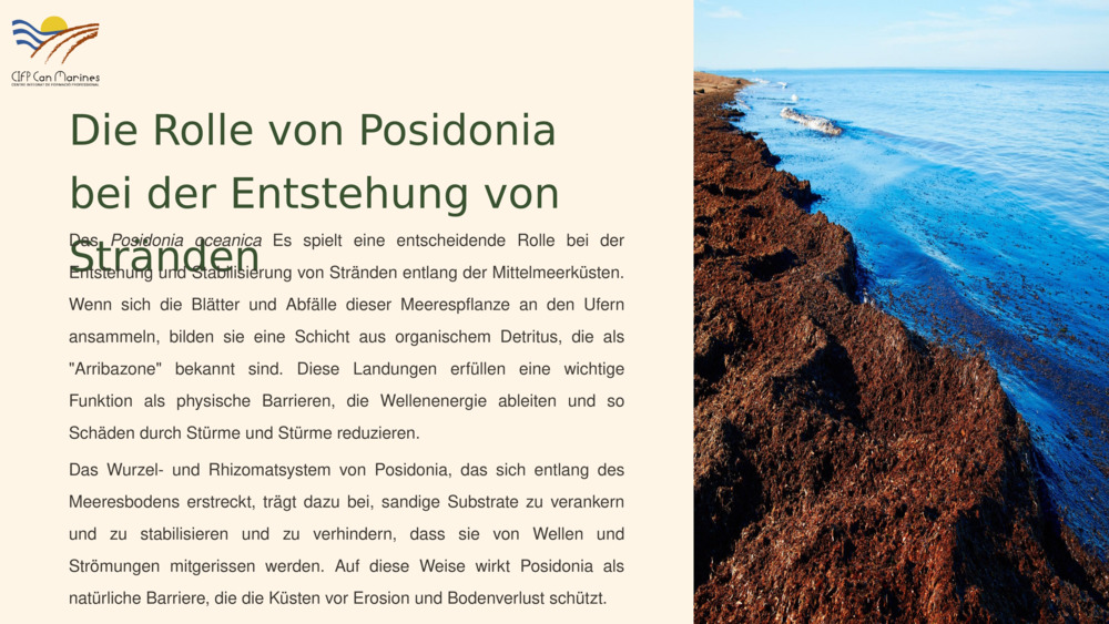 Die Rolle von Posidonia bei der Entstehung von Stränden