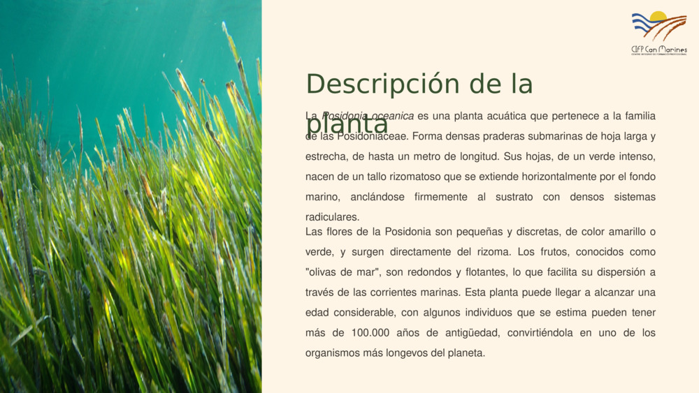 Descripción de la planta