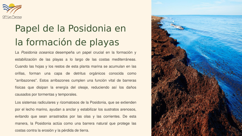 Papel de la Posidonia en la formación de playas