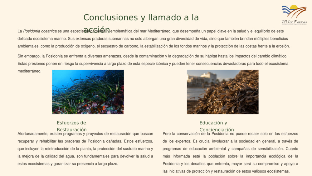 Introducción a la Posidonia oceanica