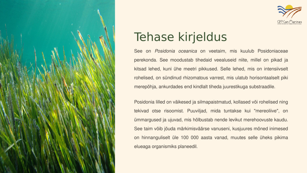 Tehase kirjeldus