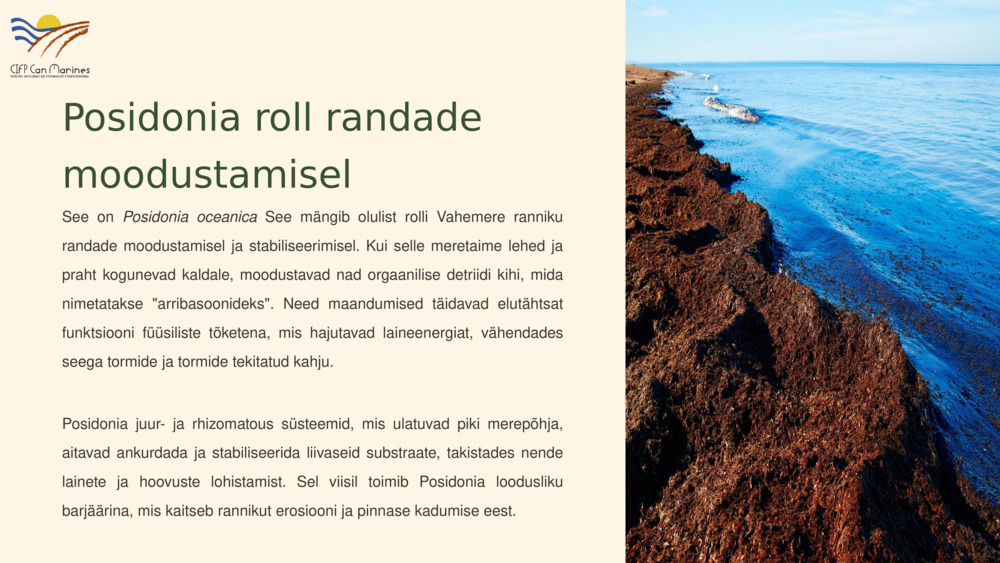 Posidonia roll randade moodustamisel