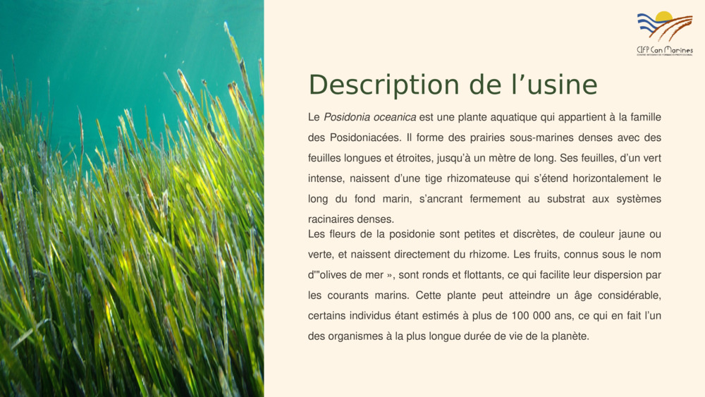 Description de l’usine