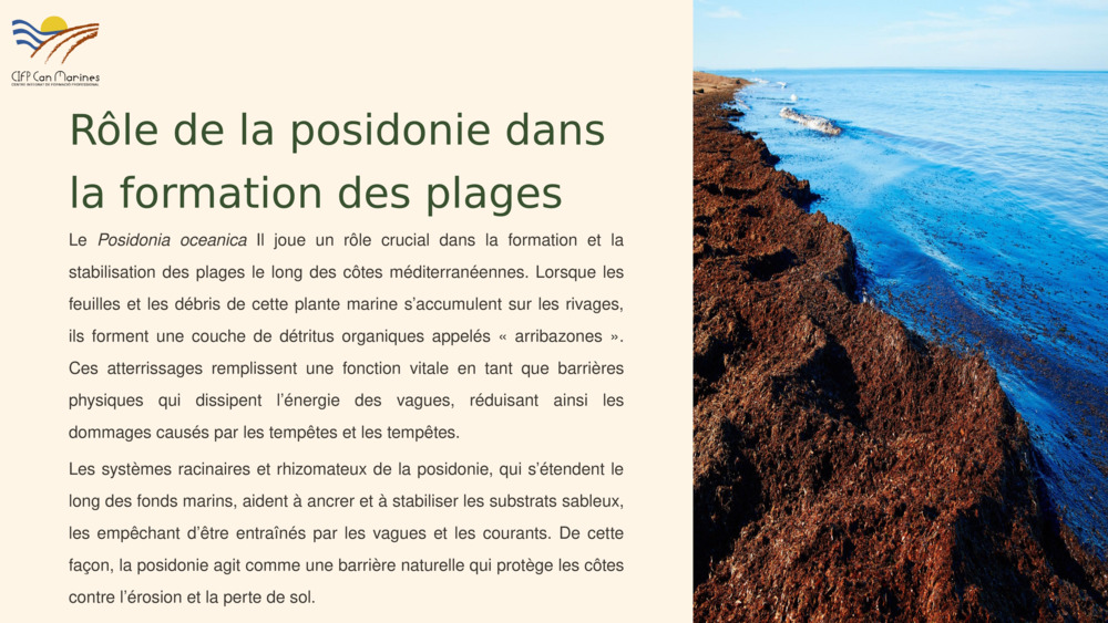 Rôle de la posidonie dans la formation des plages