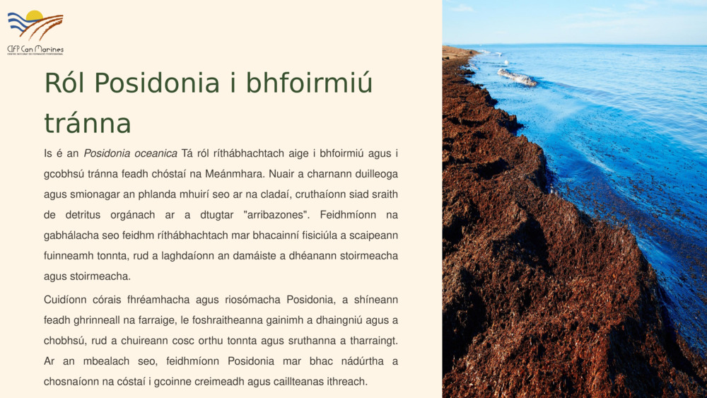 Ról Posidonia i bhfoirmiú tránna