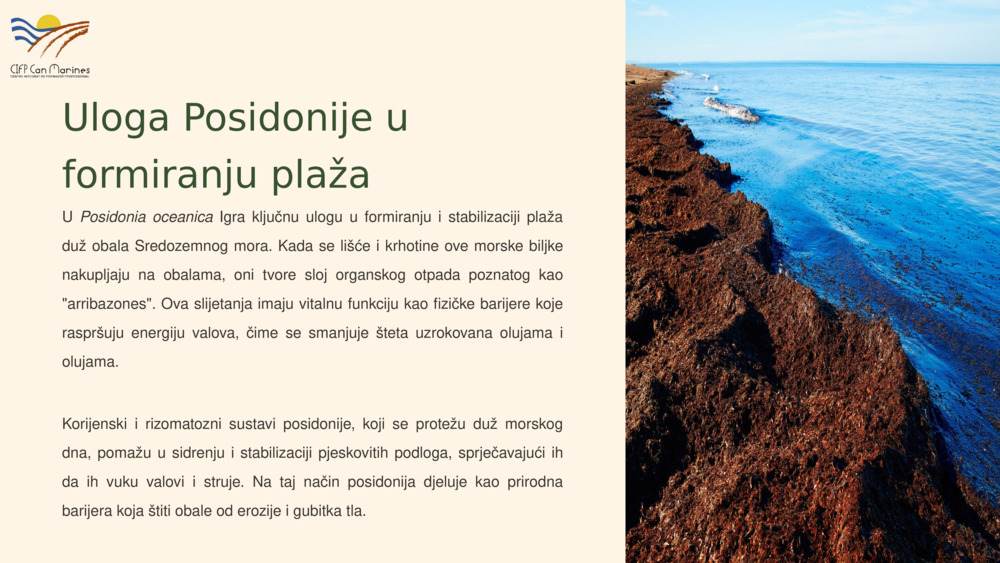 Uloga Posidonije u formiranju plaža