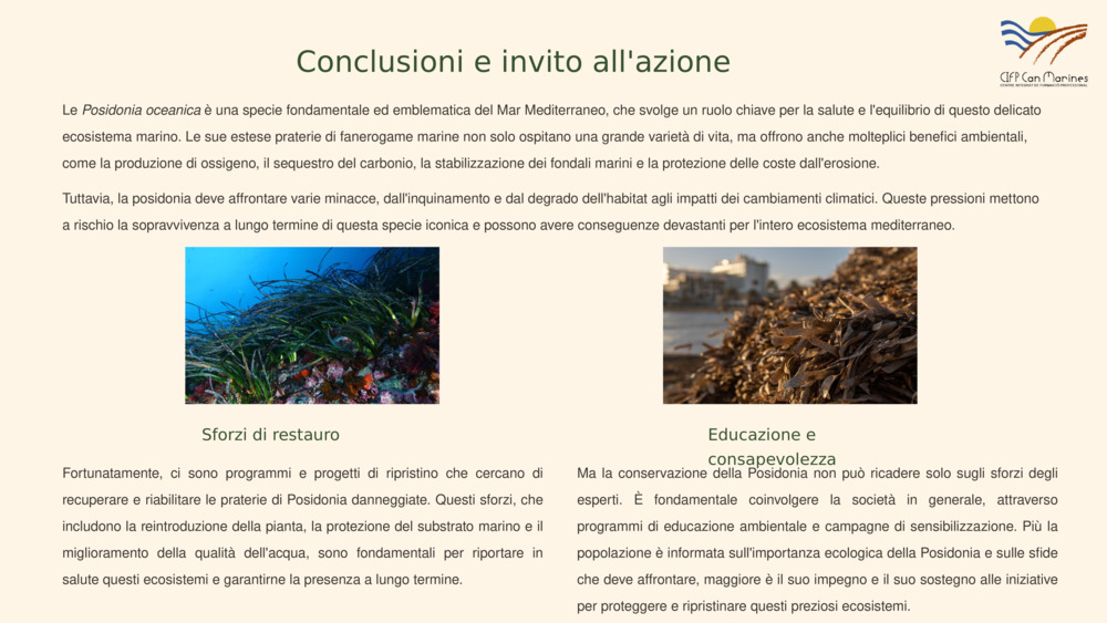 Introduzione alla Posidonia oceanica