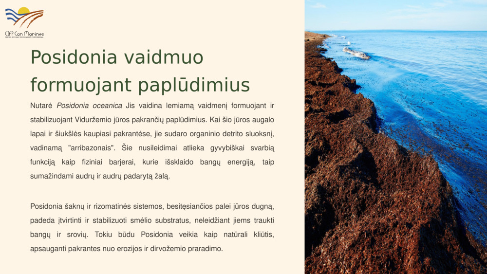 Posidonia vaidmuo formuojant paplūdimius