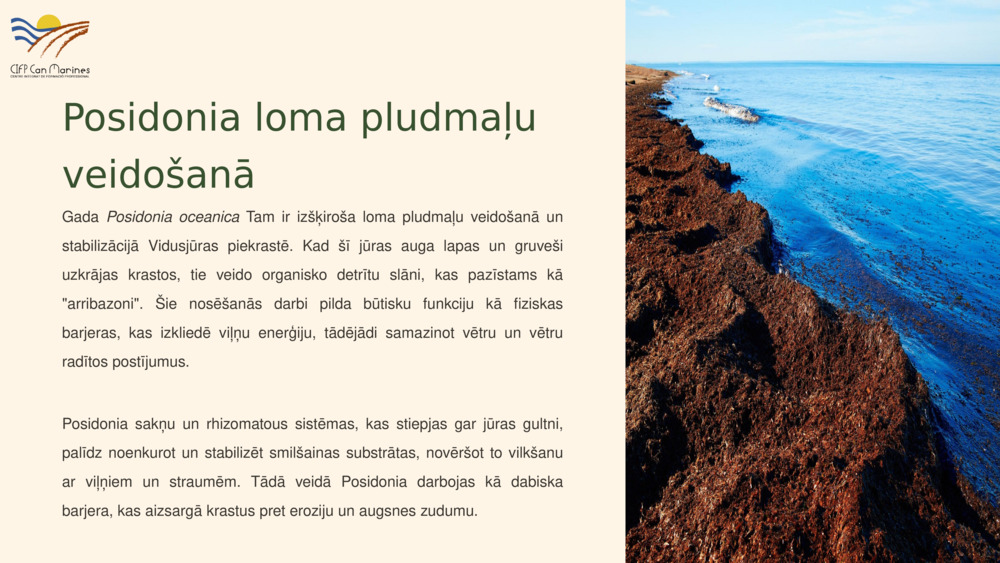 Posidonia loma pludmaļu veidošanā