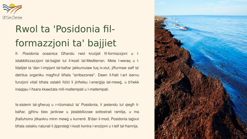 Rwol ta 'Posidonia fil-formazzjoni ta' bajjiet