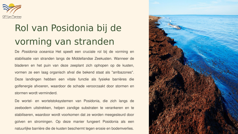 Rol van Posidonia bij de vorming van stranden