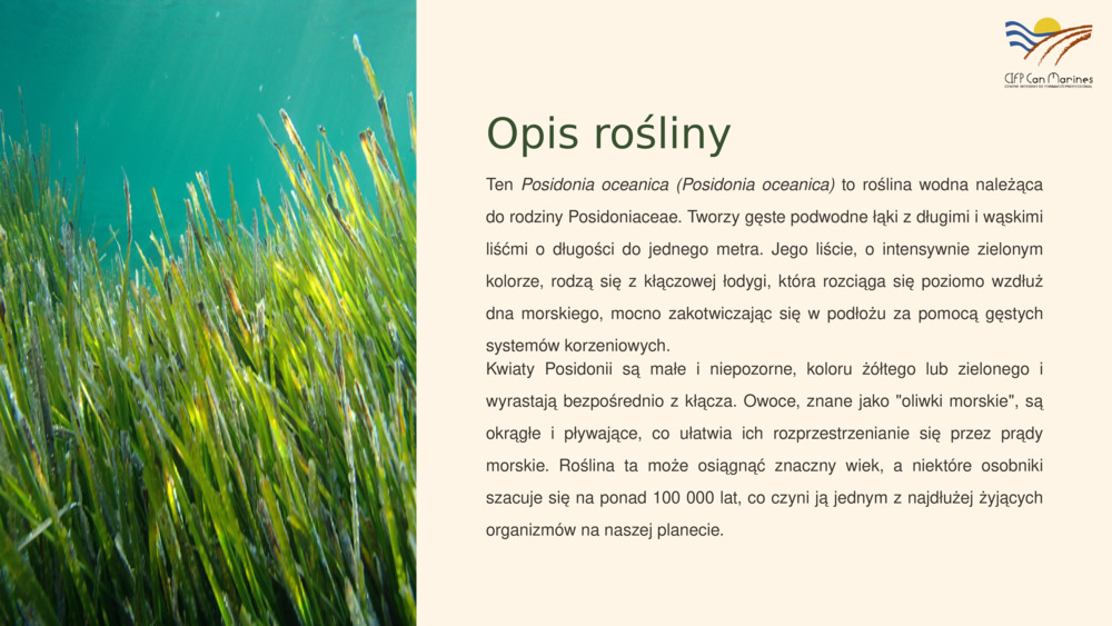 Opis rośliny