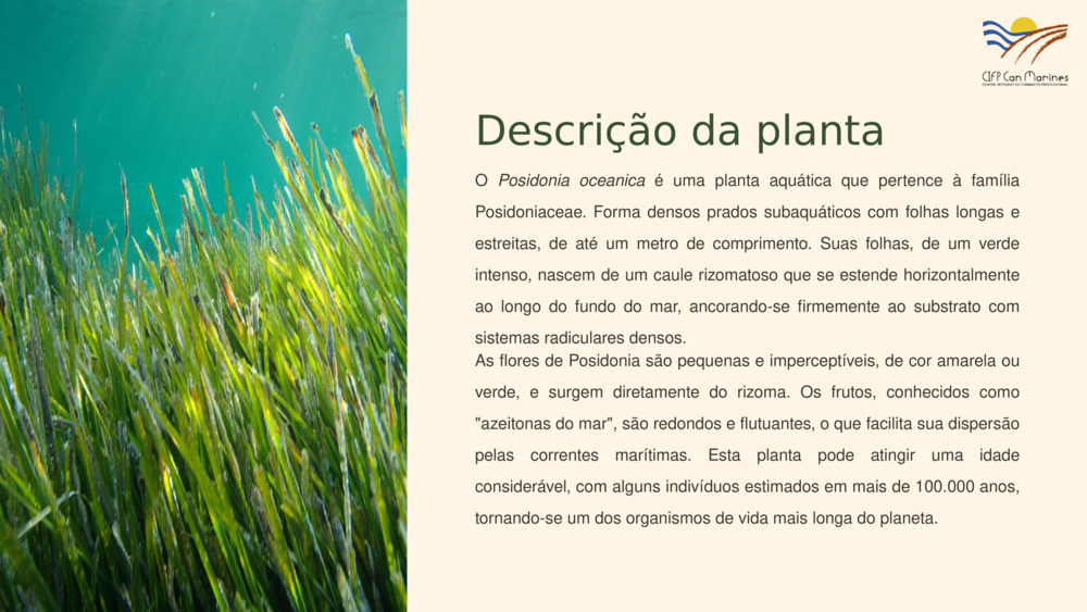 Descrição da planta