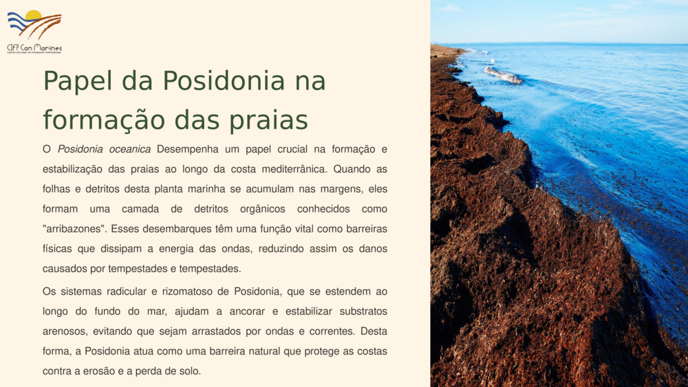 Papel da Posidonia na formação das praias