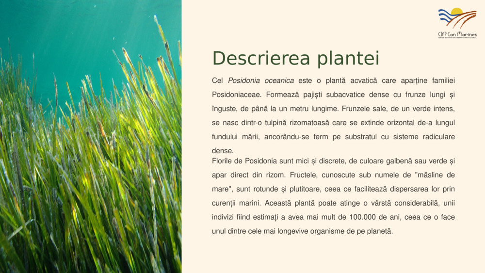 Descrierea plantei