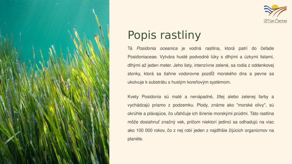 Popis rastliny