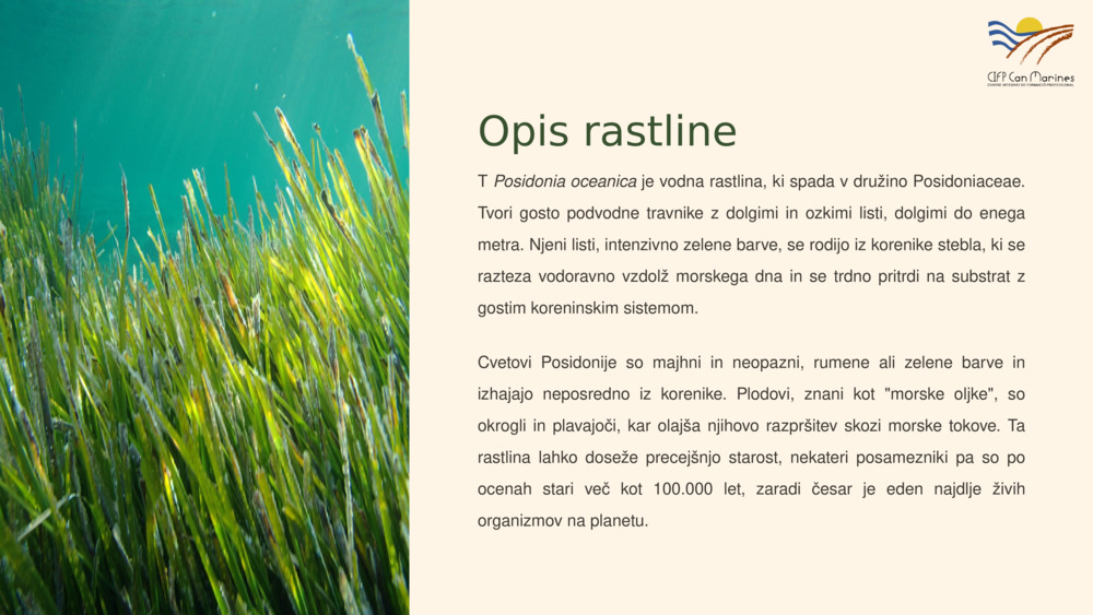 Opis rastline