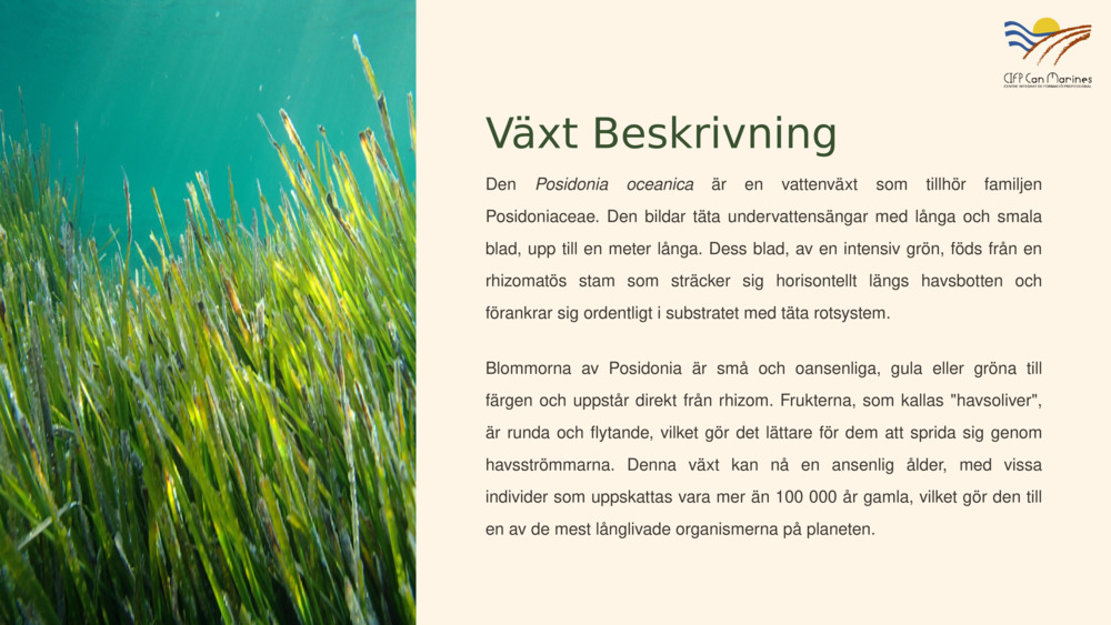 Växt Beskrivning