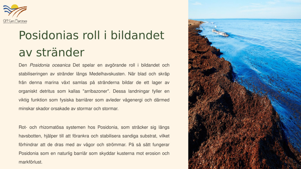 Posidonias roll i bildandet av stränder