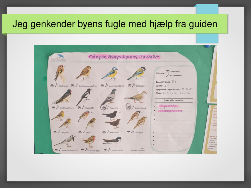 Jeg genkender byens fugle med hjælp fra guiden