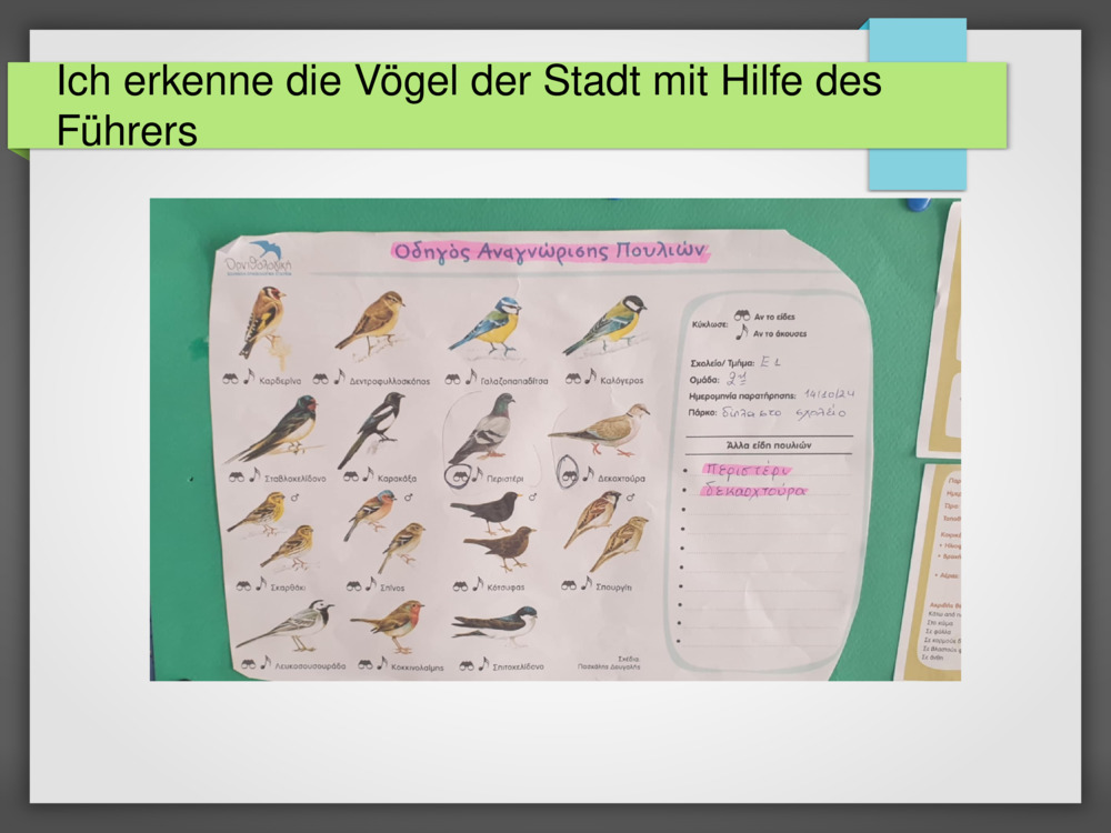 Ich erkenne die Vögel der Stadt mit Hilfe des Führers